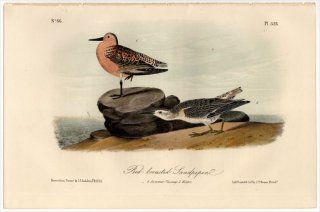 1855ǯ Audubon Birds of America Pl.328  Х° Х Red breasted Sandpiper
