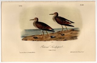 1855ǯ Audubon Birds of America Pl.329  Х° ꥫ饷 Pectoral Sandpiper