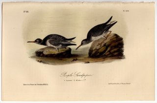 1855ǯ Audubon Birds of America Pl.330  Х° 饵ϥޥ Purple Sandpiper