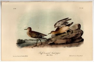 1855ǯ Audubon Birds of America Pl.331  󥷥° 󥷥 Buff breasted Sandpiper