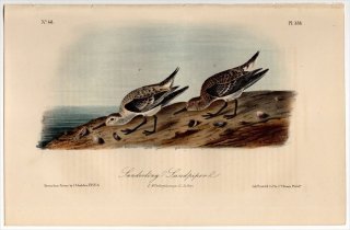 1855ǯ Audubon Birds of America Pl.338  ϥޥ° ߥӥ Sanderling Sandpiper