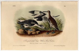 1855ǯ Audubon Birds of America Pl.347  ϥ Semipalmated Snipe
