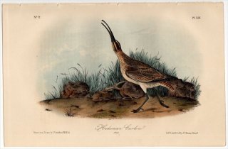 1855ǯ Audubon Birds of America Pl.356  㥯° 奦㥯 Hudsonian Curlew ͺ