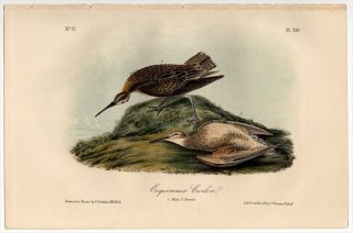 1855ǯ Audubon Birds of America Pl.357  㥯° ⡼㥯 Esquimaux Curlew