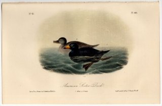 1855ǯ Audubon Birds of America Pl.403  °  American Scoter Duck
