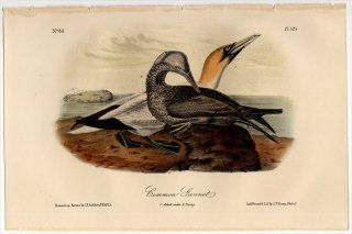 1855ǯ Audubon Birds of America Pl.425 ĥɥ ĥɥ Common Gannet
