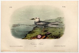 1855ǯ Audubon Birds of America Pl.435  饢 Trudeau's Tern