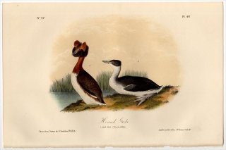 1855ǯ Audubon Birds of America Pl.481 ĥ֥ ꥫĥ֥° ߥߥĥ֥ Horned Grebe