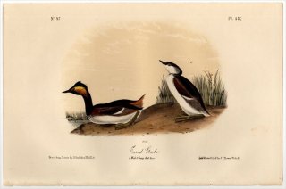 1855ǯ Audubon Birds of America Pl.482 ĥ֥ ꥫĥ֥° ϥĥ֥ Eared Grebe