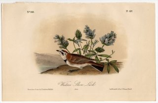 1855ǯ Audubon Birds of America Pl.497 ҥХ ϥޥҥХ° ϥޥҥХ Western Shore Lark
