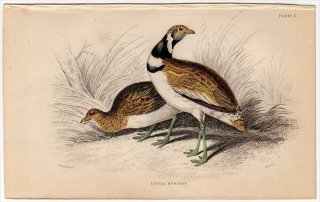 1839ǯ JARDINE NATURALIST'S LIBRARY Ļ Pl.3 Υ ҥΥ° ҥΥ LITTLE BUSTARD