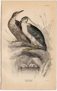 1839年 JARDINE NATURALIST'S LIBRARY 鳥類学 Pl.6 サギ科 ゴイサギ属 ゴイサギ NIGHT HERON