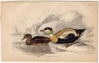 1843ǯ JARDINE NATURALIST'S LIBRARY Ļ Pl.7  勵° ۥ󥱥勵 EIDER DUCK