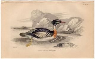 1843ǯ JARDINE NATURALIST'S LIBRARY Ļ Pl.10  ° ߥ RED-BREASTED MERGANSER