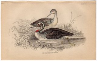 1843ǯ JARDINE NATURALIST'S LIBRARY Ļ Pl.12 Ӳ °  RED-THROATED DIVER
