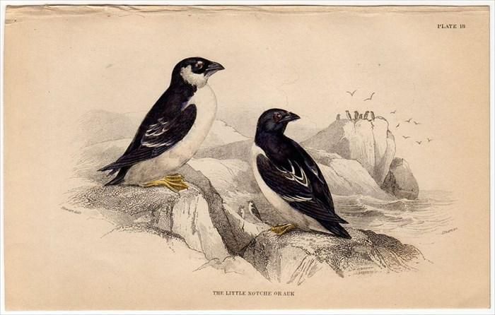 鳥類学 1843年 JARDINE NATURALIST'S LIBRARY 鳥類学 Pl.18 ウミスズメ