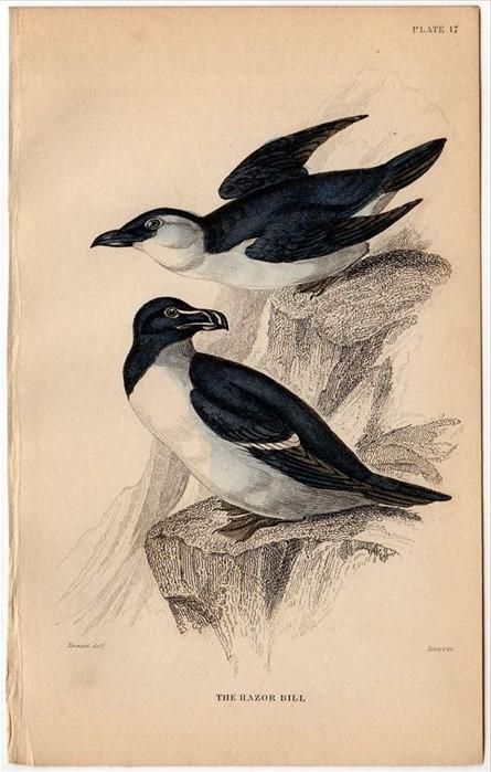 1843年 JARDINE NATURALIST'S LIBRARY 鳥類学 Pl.17 ウミスズメ