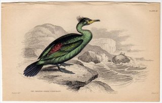 1843ǯ JARDINE NATURALIST'S LIBRARY Ļ Pl.20  ° 衼åѥҥᥦ CRESTED GREEN CORMORANT