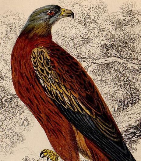 鳥類学 41UErUXBYHL._AC_SY200_QL15_.jpg