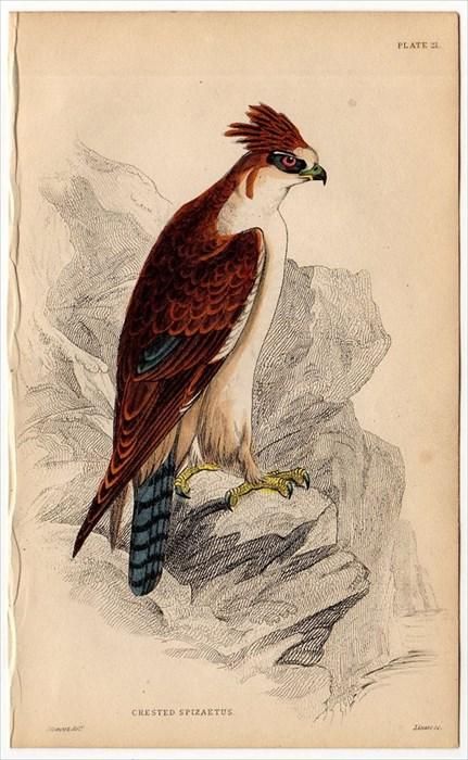 1838年 JARDINE NATURALIST'S LIBRARY 鳥類学 Pl.21 タカ科