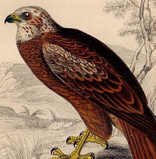 鳥類学 1838年 JARDINE NATURALIST'S LIBRARY 鳥類学 Pl.24 タカ科
