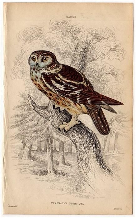 1838年 JARDINE NATURALIST'S LIBRARY 鳥類学 Pl.29 フクロウ科