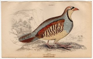 1840ǯ JARDINE NATURALIST'S LIBRARY Ļ Pl.5  亮㥳° 亮㥳 PERDIX CHUKAR