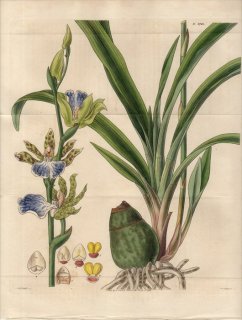1827ǯ Curtis Botanical Magazine No.2748  ڥ° ZYGOPETALON MACKAII