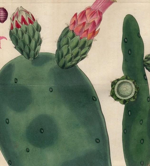 サボテンページ 珍奇植物 ハビタットスタイル shabomaniac！(著) - 日本文芸社 | 版元