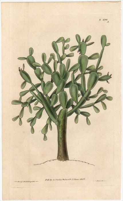 1827年 Curtis Botanical Magazine No.2741 No,2742 サボテン科