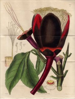 1827ǯ Curtis Botanical Magazine No.2727 No,2728 ХʥåȲ Хʥå CARYOCAR NUCIFERUM 2
