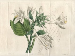 1812ǯ Curtis Botanical Magazine No.1433  ܥ° HEMEROCALLIS JAPONICA
