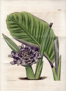 1817ǯ Curtis Botanical Magazine No.1926   ץڥ° MARANTA ZEBRINA