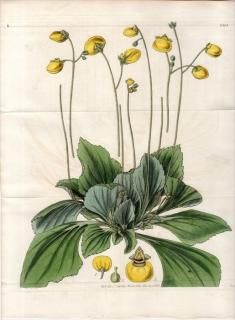 キンチャクソウ科 Calceolariaceae - アンティークプリント 博物
