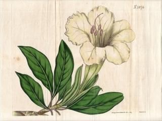 1817ǯ Curtis Botanical Magazine No.1874 ʥ ɥ° åѥХ SOLANDRA GRANDIFLORA