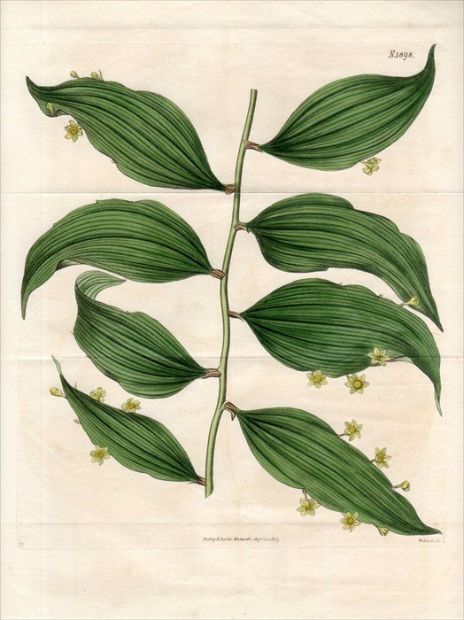 1817年 Curtis Botanical Magazine No 18 キジカクシ科 ナギイカダ属 Ruscus Androgynus アンティークプリント ボタニカルアート 博物画の通販サイト Spirito Di Artigiano