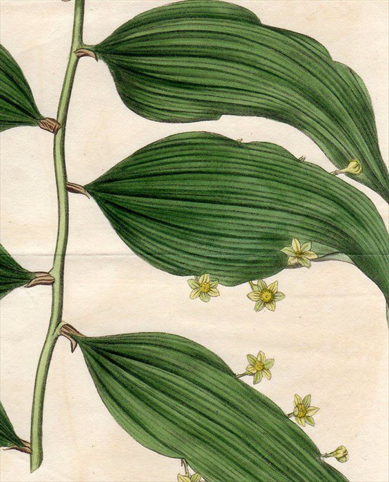 1817年 Curtis Botanical Magazine No 18 キジカクシ科 ナギイカダ属 Ruscus Androgynus アンティークプリント ボタニカルアート 博物画の通販サイト Spirito Di Artigiano