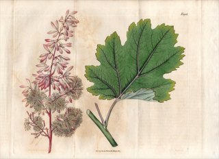 1817ǯ Curtis Botanical Magazine No.1905  ˥° ˥ BOCCONIA CORDATA