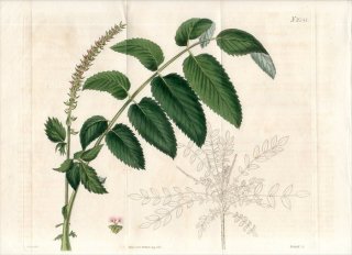 1822ǯ Curtis Botanical Magazine No.2341 Х ٥󥳥ߥ° POTERIUM CAUDATUM