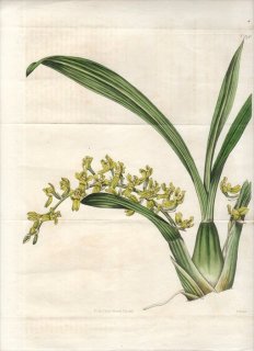 1815ǯ Curtis Botanical Magazine No.1748  ᥵° GOMESA RECURVA