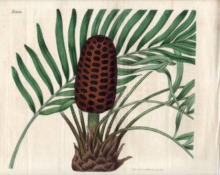 1816ǯ Curtis Botanical Magazine No.1838 ߥ ߥ° ZAMIA MEDIA
