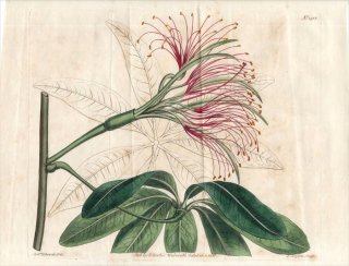 1811ǯ Curtis Botanical Magazine No.1412  勵° CAROLINEA MINOR