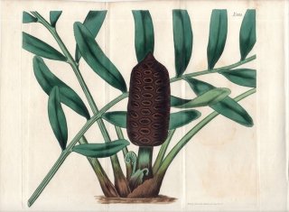 1816ǯ Curtis Botanical Magazine No.1851 ߥ ߥ° ZAMIA INTEGRIFOLIA