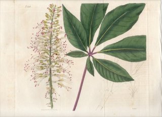 1819ǯ Curtis Botanical Magazine No.2118 ९ ȥΥ° AESCULUS MACROSTACHYA