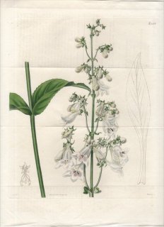 1825ǯ Curtis Botanical Magazine No.2587 Х ֥° PENTSTEMON DIGITALIS