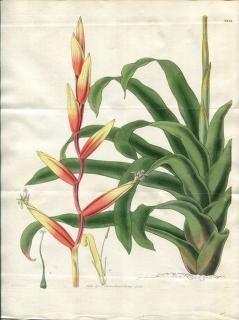 1828ǯ Curtis Botanical Magazine No.2841 ѥʥåץ 󥳥ʥʥ° TILLANDSIA PSITTACINA ץ 󥸥