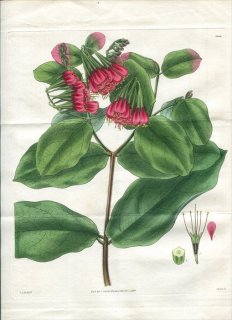 1829ǯ Curtis Botanical Magazine No.2944 󥷲 ° COMBRETUM GRANDIFLORUM