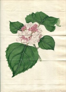 1816ǯ Curtis Botanical Magazine No.1834  ǥɥ° CLERODENDRUM FRAGRANS