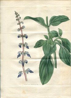 1819ǯ Curtis Botanical Magazine No.2036  쥦° PLECTRANTHUS FORSKOHLAEI