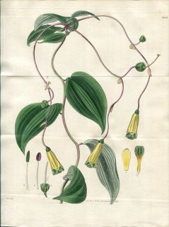 1828ǯ Curtis Botanical Magazine No.2848 ꥺ ܥޥ쥢° ALSTROEMERIA OVATA